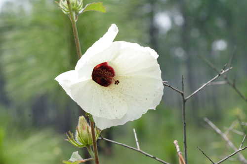 Hibiscus aculeatus #9